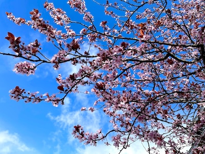 It's raining bloesem! Stuur jouw meest Instagramwaardige foto van de bloesem in Amersfoort