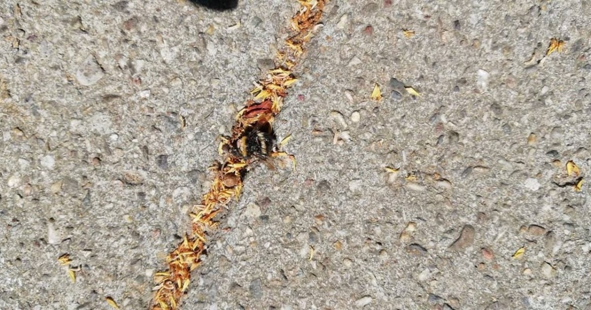 Arnhems mysterie opgelost: waarom liggen er zoveel dode hommels op straat?