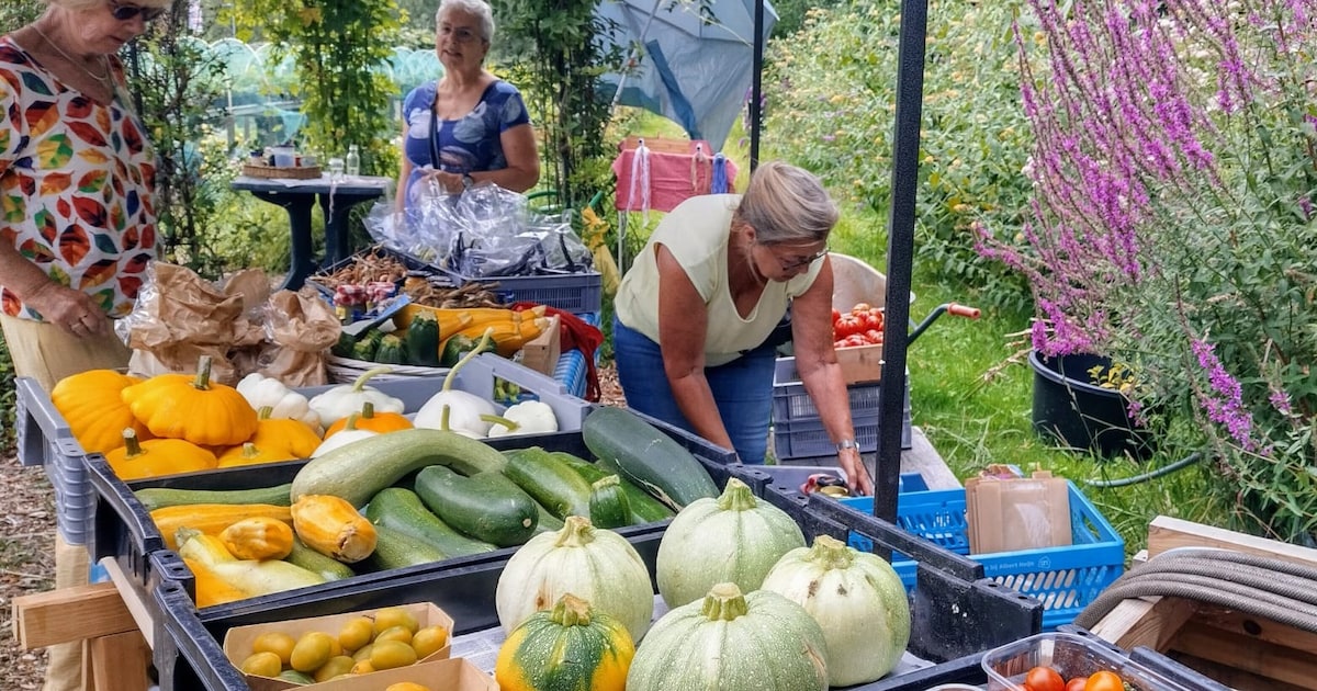 Weekendtips: deze dingen doe je in Vlaardingen (11 - 13 september)