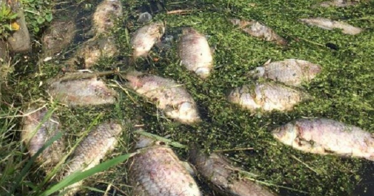 Dit is waarom er zoveel dode vissen en eenden in de grachten liggen