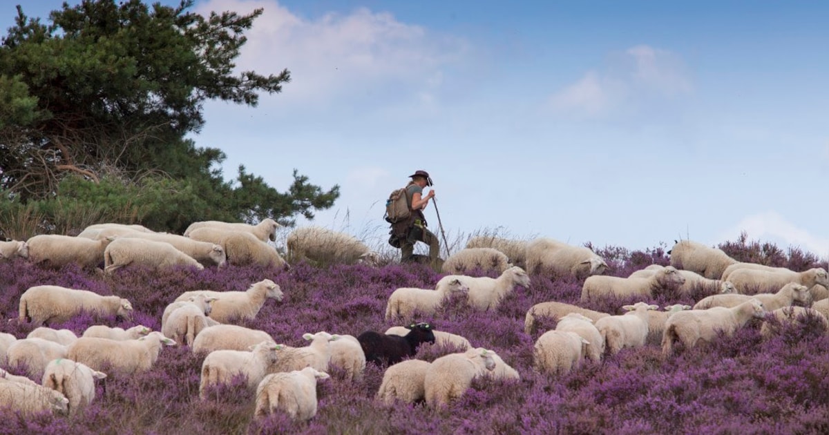 Hier in de buurt van Almelo loop je tussen de bloeiende heide