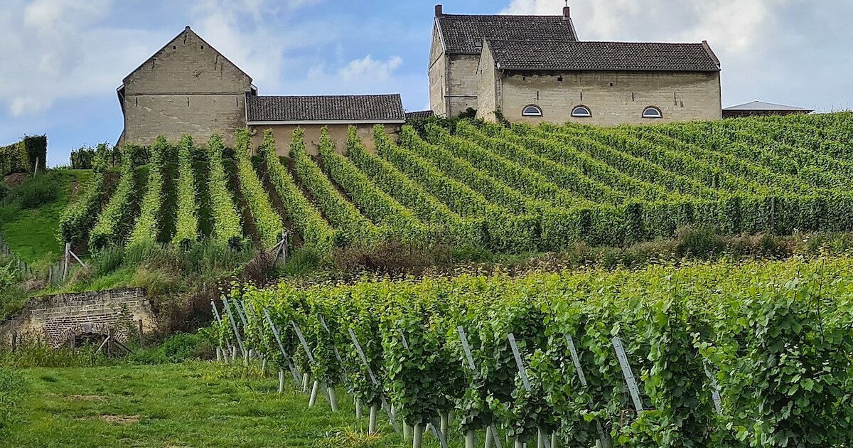 Vergeet Bordeaux, deze wijngaard is veel dichterbij!