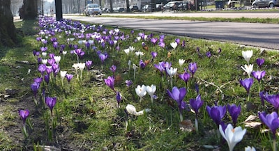 Zachter dan normaal: dit is de weersverwachting voor Zwolle in april