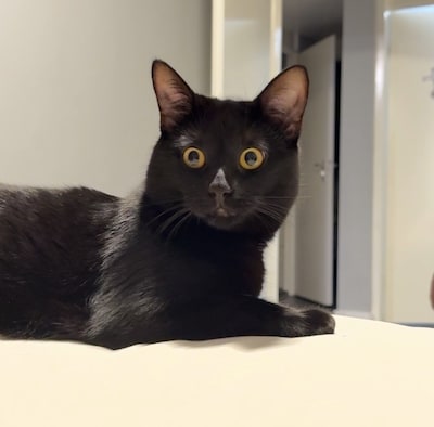 Heb jij Bella of Mitch gezien? Deze twee huisdieren worden in Schiedam vermist