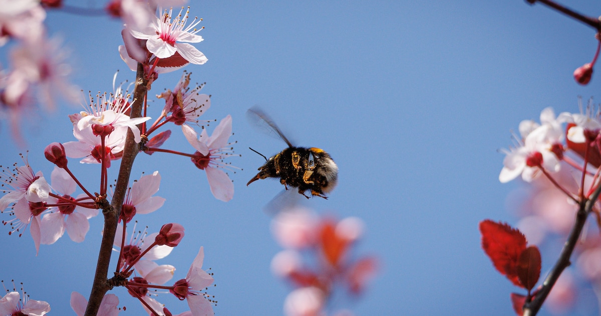 Genieten: deze foto’s maakten jullie van bloesem in Doetinchem