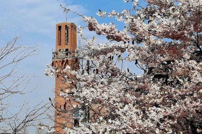Hengelo in bloei! Dit zijn jullie mooiste bloesemfoto's