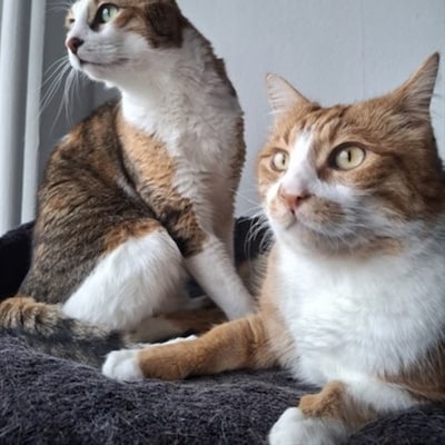 Heb jij Lilo en Stitch, Soske of Black gezien? Deze vier huisdieren worden in Arnhem vermist