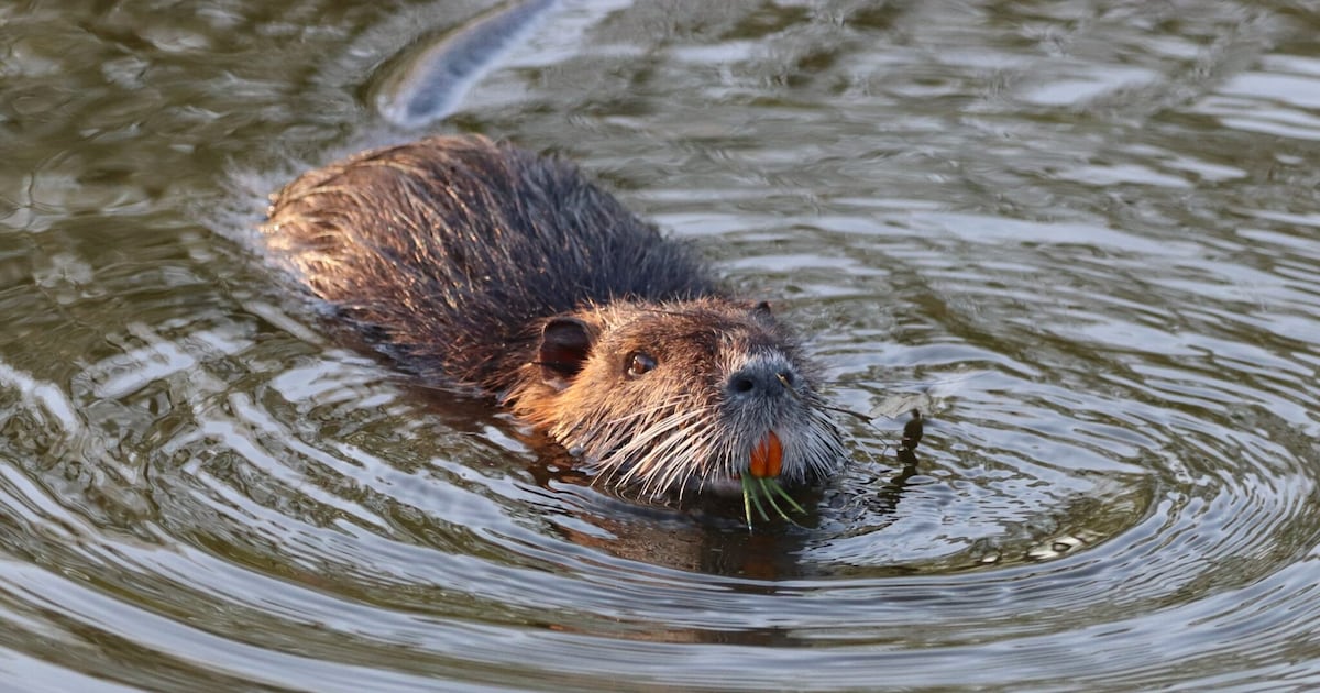 Bever bezig met opmars: zoveel bevers zijn er gespot in Breda | Regio ...