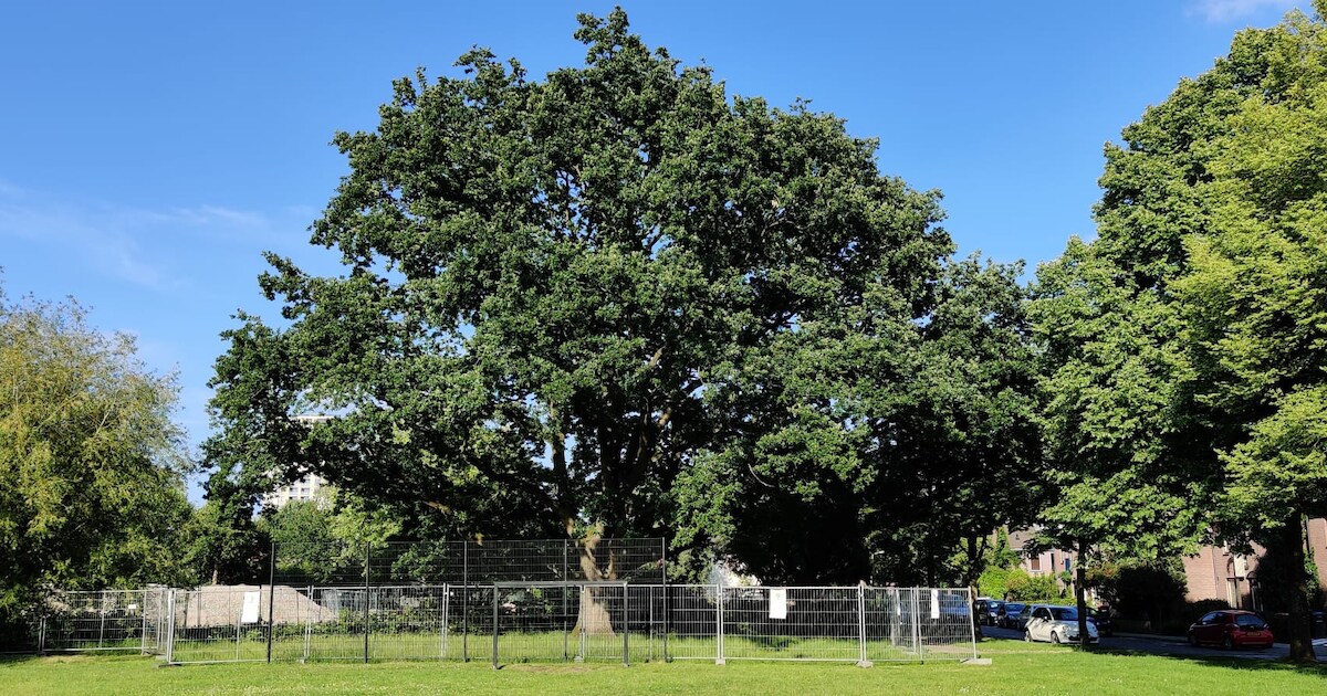 Er staat een dranghek om deze Amersfoortse monumentale boom en dit is waarom