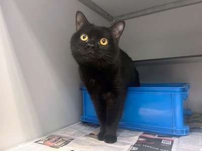 Wie o wie maakt van asielkat Onyx een echte kroelkat?