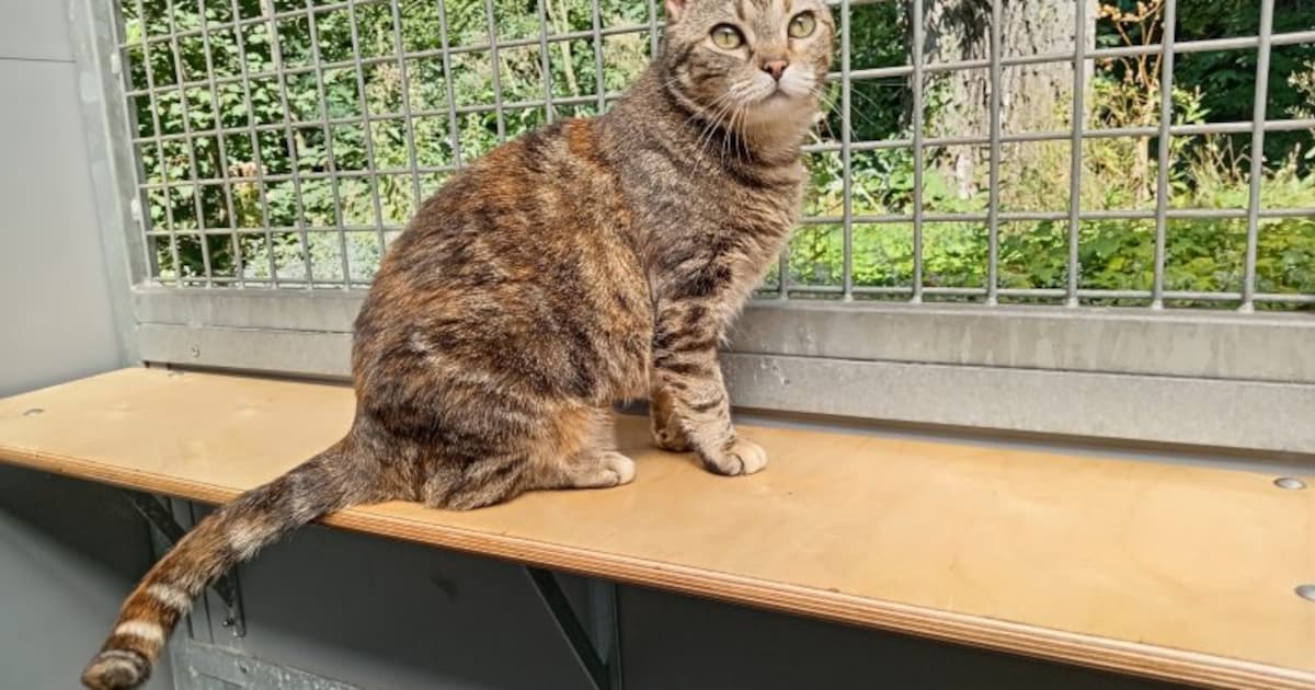 Baasje gezocht! Madame Jeanette is een dame met karakter en een flinke dosis charme