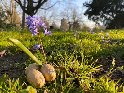 Eieren verstoppen in de tuin of binnen? Dit is het weer met Pasen