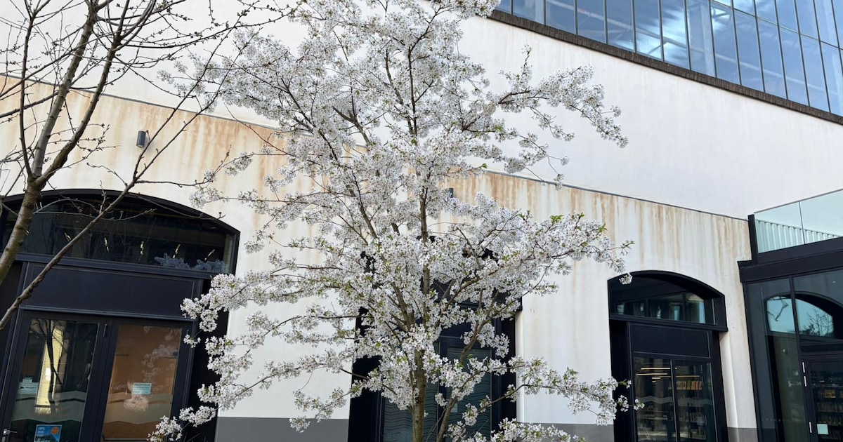 De Tivolituin in bloei: zo mooi is Tilburg in het voorjaar