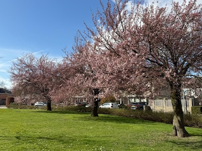 It’s raining bloesem! Deel je mooiste foto van de bloesem in Almelo