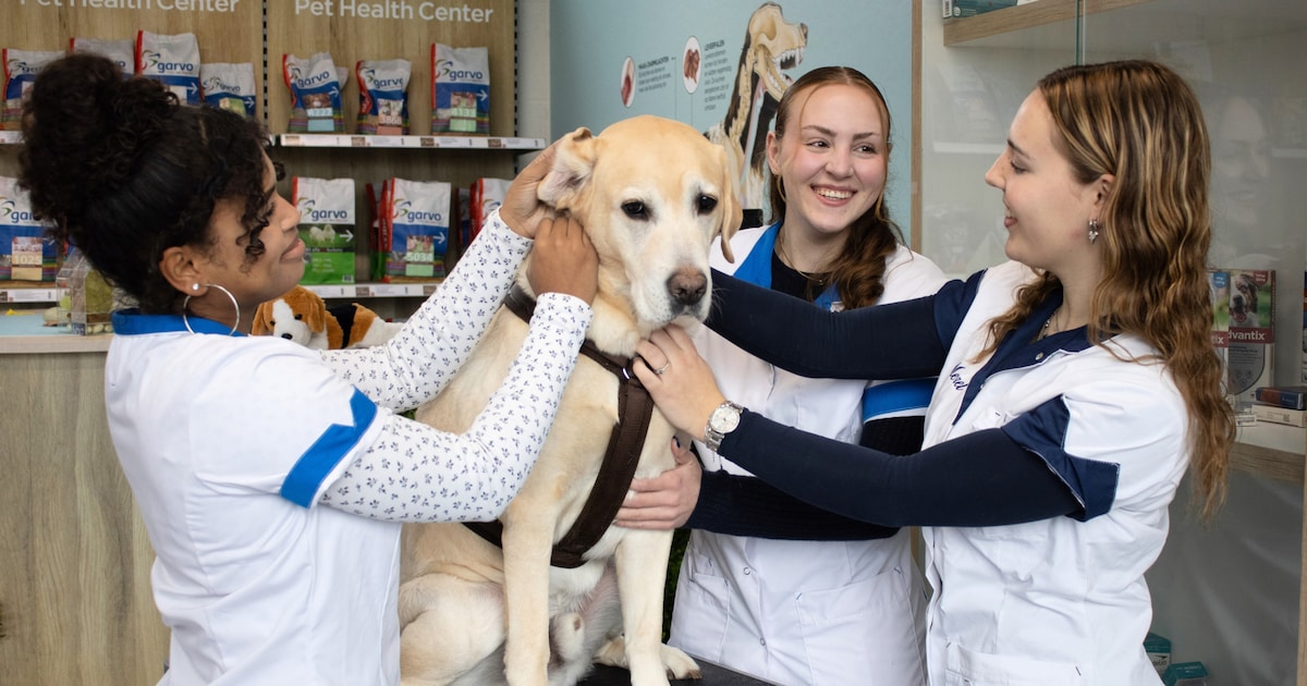 Zorgen voor mens én dier: check deze toffe mbo-opleiding in Nijmegen