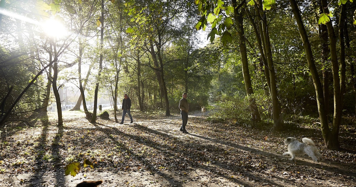 Je mag ineens de hond niet meer los laten in Marlot. Dit is hoe het zit