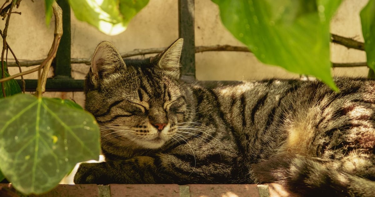 Je kat laten chippen voor een tientje? Dat kan op dierendag in Hengelo