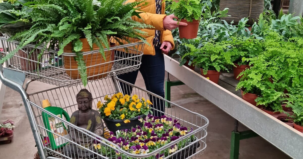 Naar het tuincentrum in Haarlem: hier scoor je de leukste bloemen en ...