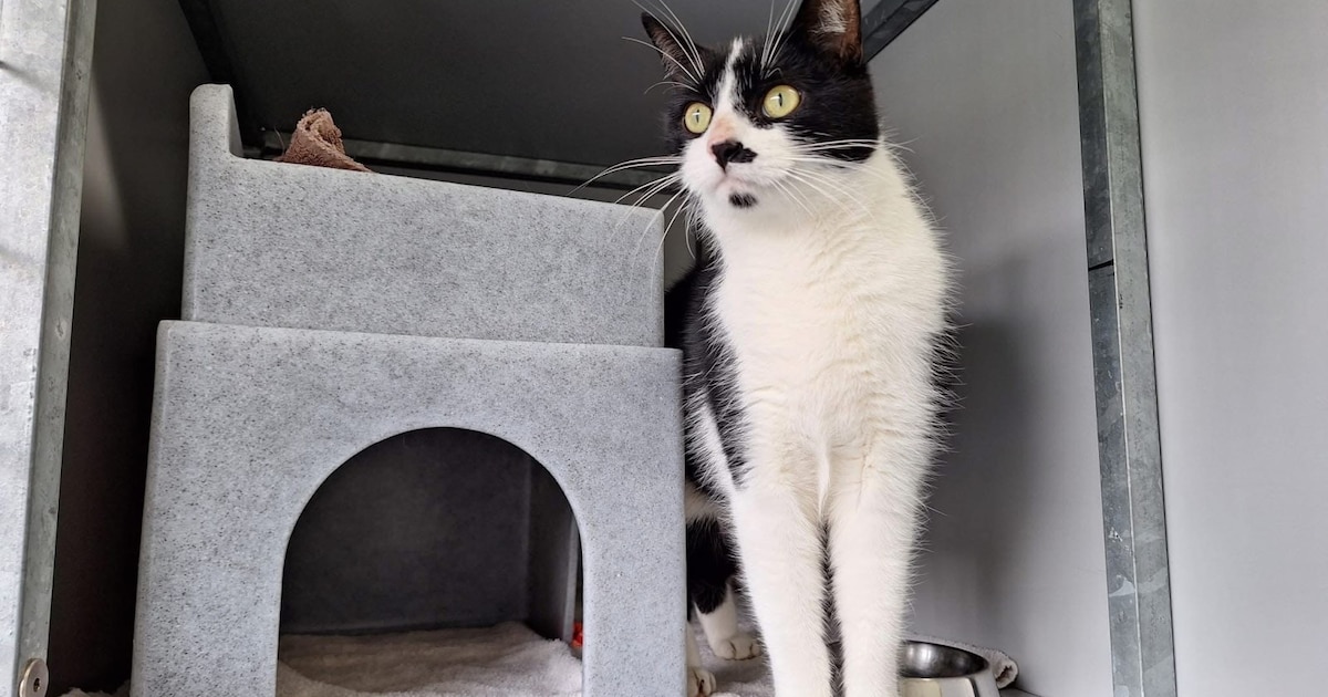 Heb jij Nora, Golge of Pedro gezien? Deze 3 huisdieren worden in Deventer vermist