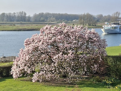 De natuur ontwaakt: 9 x jullie lentekiekjes van de mooiste bloesem in Arnhem