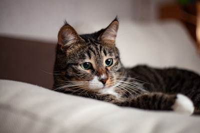 Bespaartip! Laat je Amsterdamse kat gratis chippen in juni