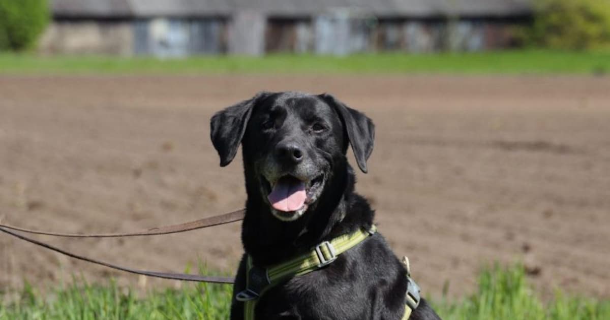 Labrador Kelsey heeft nog energie voor tien en zoekt een warm thuis