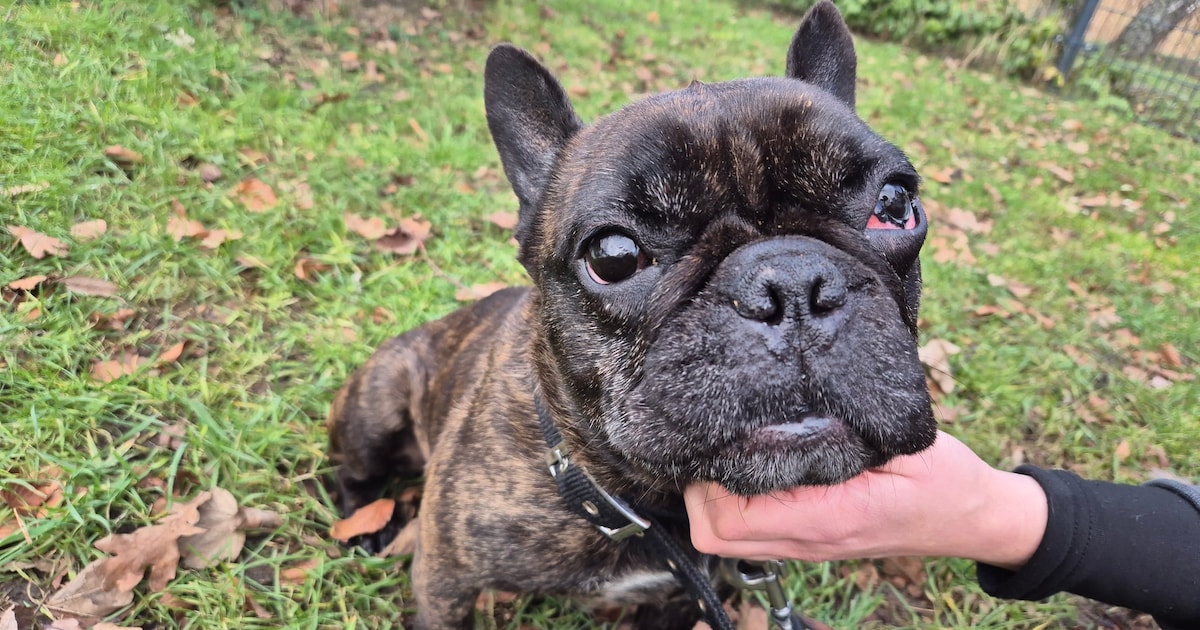 Baasje gezocht! Franse bulldog Donny is een knuffelkont, maar heeft ook extra zorg nodig