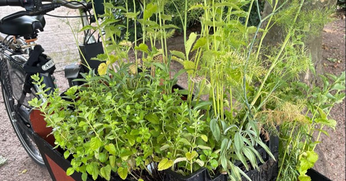 Theeleut? Met deze actie plant je straks je eigen theekruiden in Hengelo