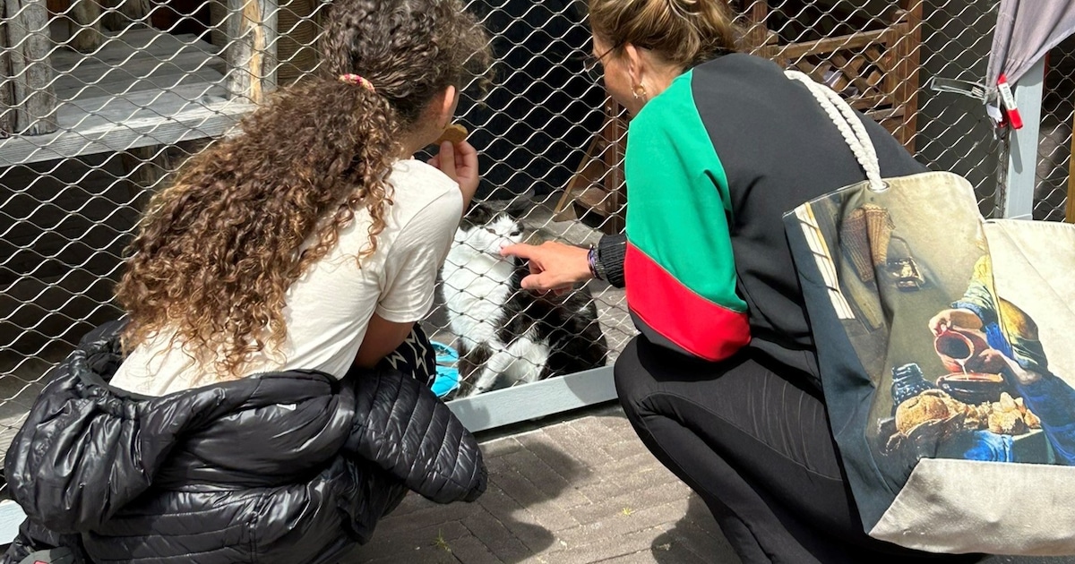 Kijk mee achter de schermen met een rondleiding bij de dierenambulance