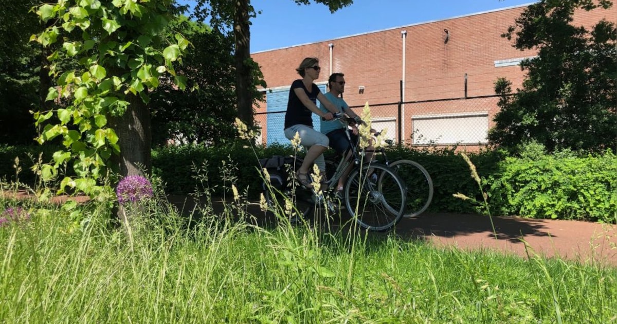 Naar buiten of binnenblijven? Zo check je hoeveel pollen er in de Amersfoortse lucht zweven vandaag