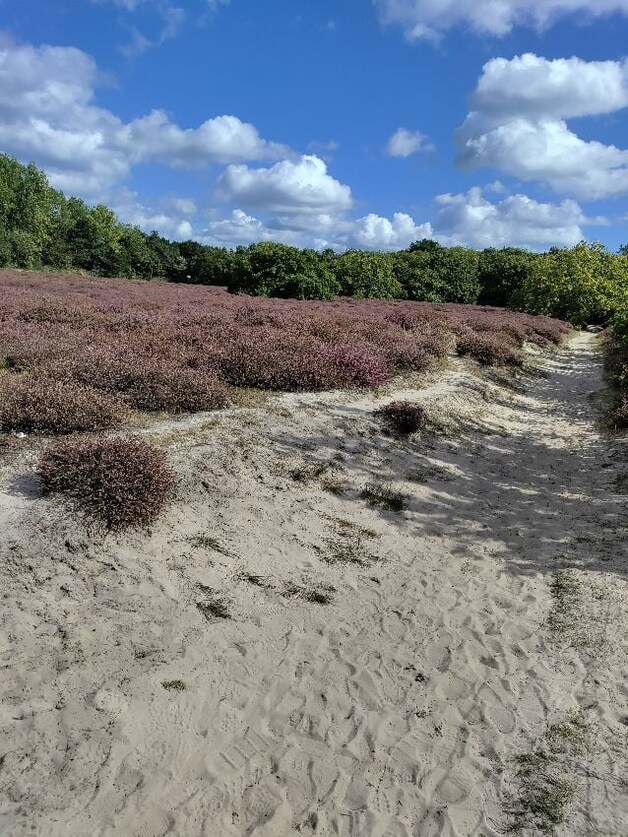 Prachtig! De Haagse heide staat in bloei | Regio | indebuurt.nl