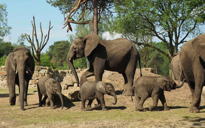 deze-grote-dierentuinen-vind-je-op-anderhalf-uur-rijden-vanaf-den-bosch