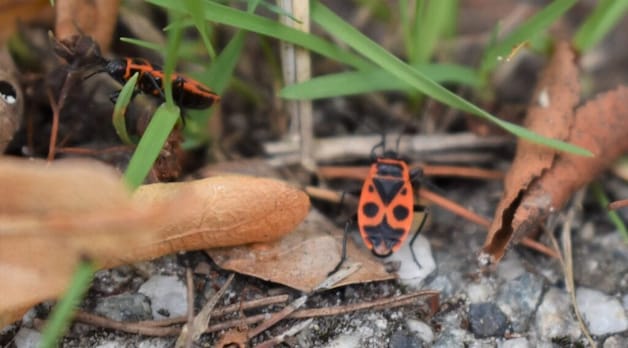 Mysterie opgelost: dit zijn die rode insecten die je veel in Almelo ...