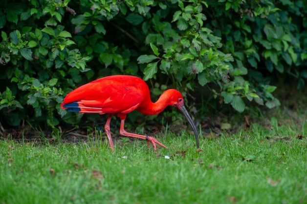 Deze bijzondere vogel is dichtbij Den Haag gespot (video & foto's ...