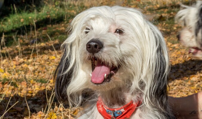 Binnenkijken bij Diego: is dit écht dezelfde hond als die Frekkel look ...
