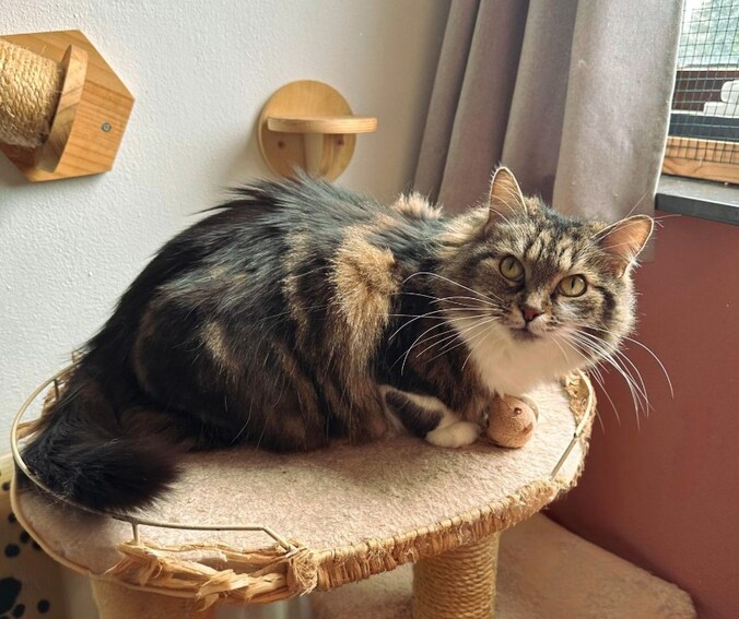 parmantige-poes-misty-is-klaar-met-de-stress-en-zoekt-een-oase-van-rust