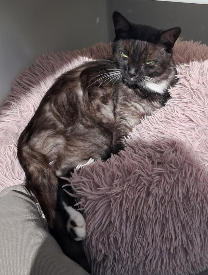 Heb jij Oscar of Flappie gezien? Deze 2 huisdieren worden in Delft ...