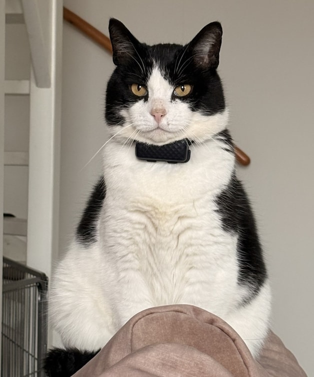 Heb jij Betty, Oscar of Weet ik niet gezien? Deze zes huisdieren worden ...