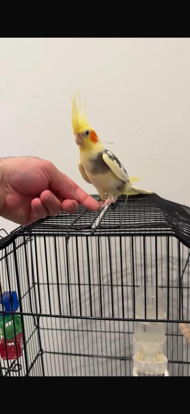 Heb jij Mila, Koki of Taco gezien? Deze vier huisdieren worden in ...