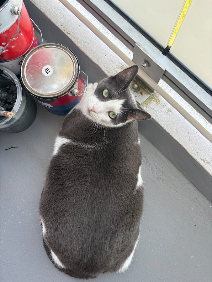 Heb jij Betty, Oscar of Weet ik niet gezien? Deze zes huisdieren worden ...