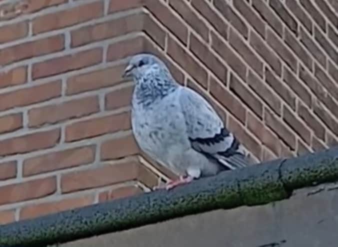 Heb jij Hercules gezien? Dit huisdier wordt in Haarlem vermist | Regio ...