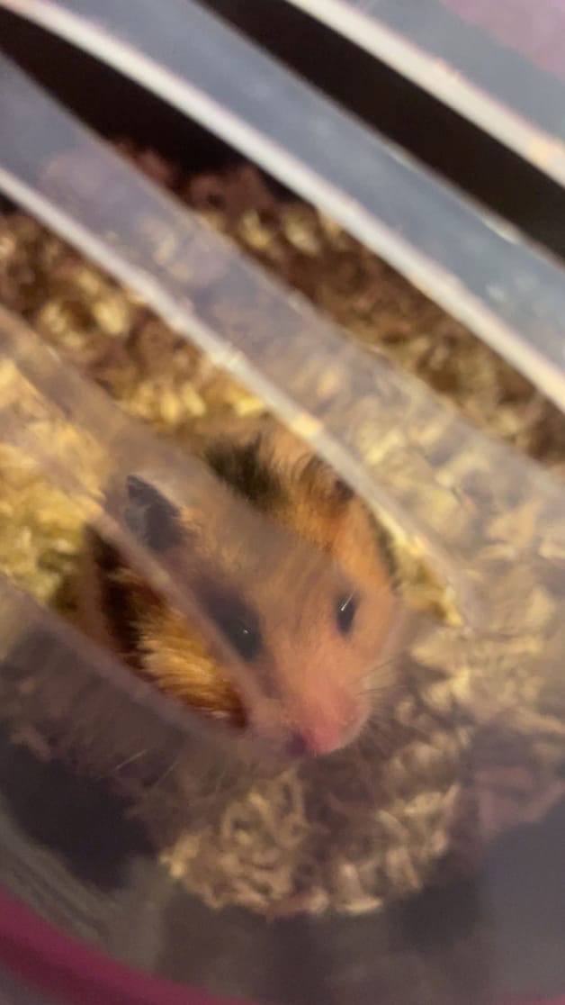 Heb jij Mia, Towhi of Maki gezien? Deze zes huisdieren worden in ...