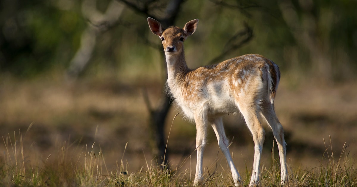 Van reekalfjes tot kuikens: indebuurt zoekt schattige dierenfoto's uit Middelburg