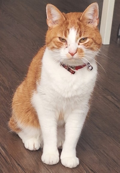 Heb jij Skittle, Juul of Snow gezien? Deze drie huisdieren worden in Helmond vermist