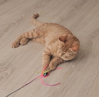 Heb jij Bubbel, Rocky of Sok gezien? Deze 6 huisdieren worden in Zwolle vermist