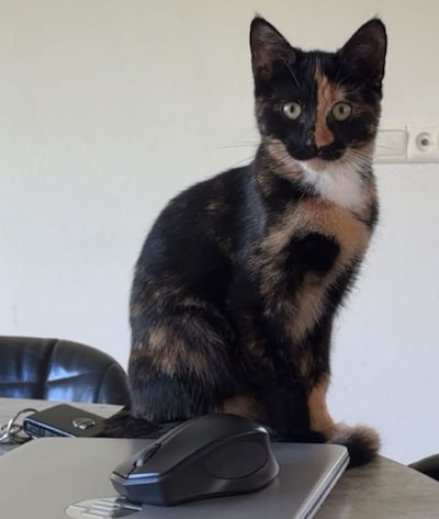 Heb jij Gizmo, Nala of Tommy gezien? Deze 11 huisdieren worden in Groningen vermist