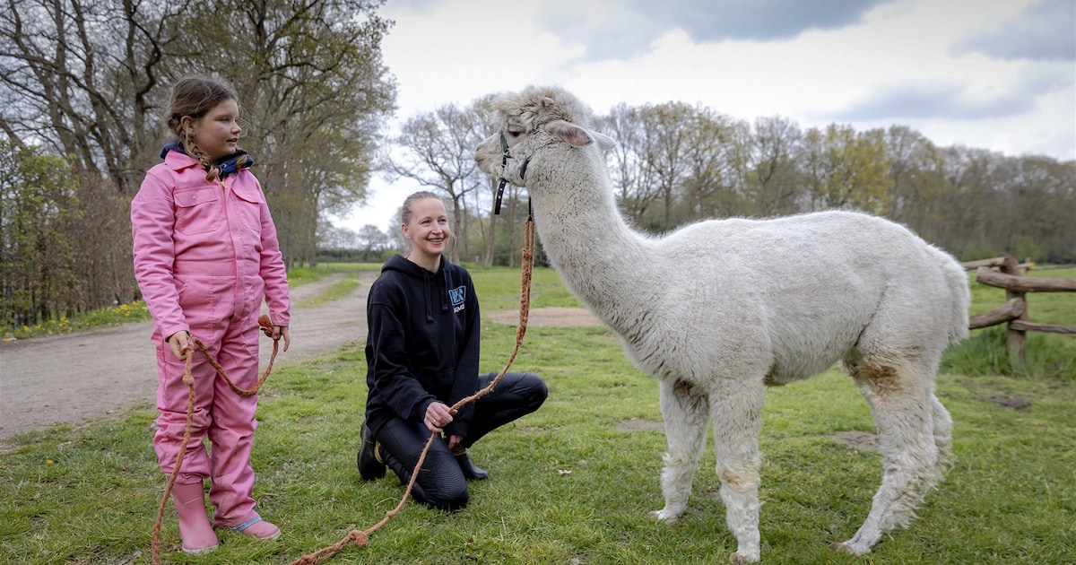 Wandelen met alpaca’s in de buurt van Schiedam: bij deze boerderijen kun je terecht