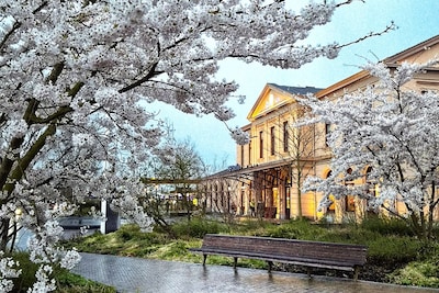 Zwolle staat in bloei: hier vind je de mooiste bloesembomen