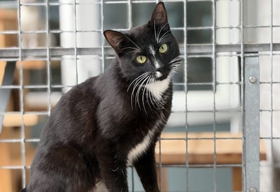 Wie op zoek is naar een poes met een groot karakter, is misschien wel een match met Nimf