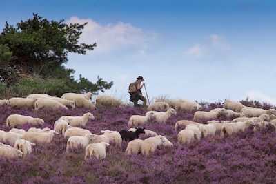 Paars, paarser, paarst: hier in de buurt van Deventer staat de heide in bloei en maak je een mooie w